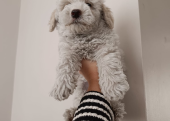 Maltipoo 2 aylık yavrular